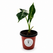 Alocasia Frydek Variegated – 4-Inch Pot – Default Title