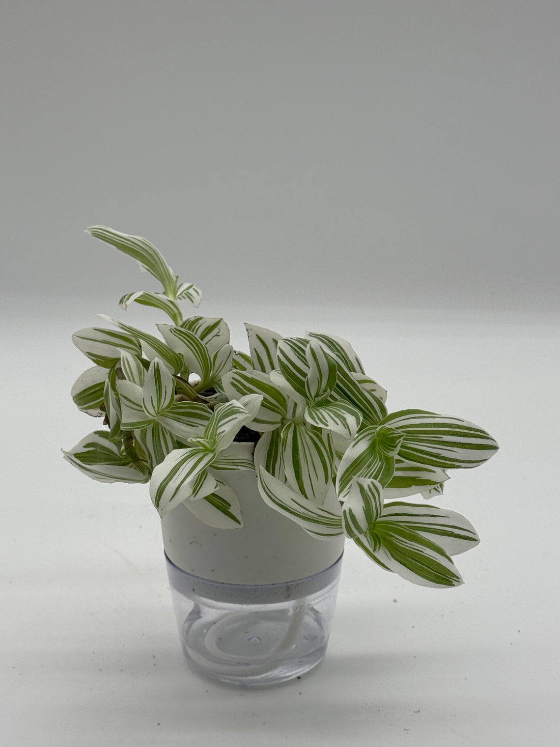 Tradescantia &