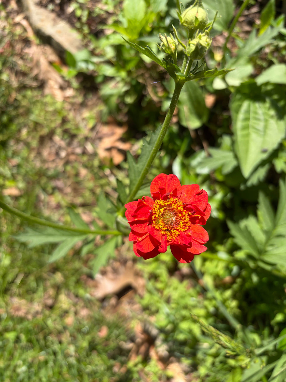 Geum &