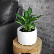 SALE Plant Bundle Planters Clearance White Gray Planter Pots