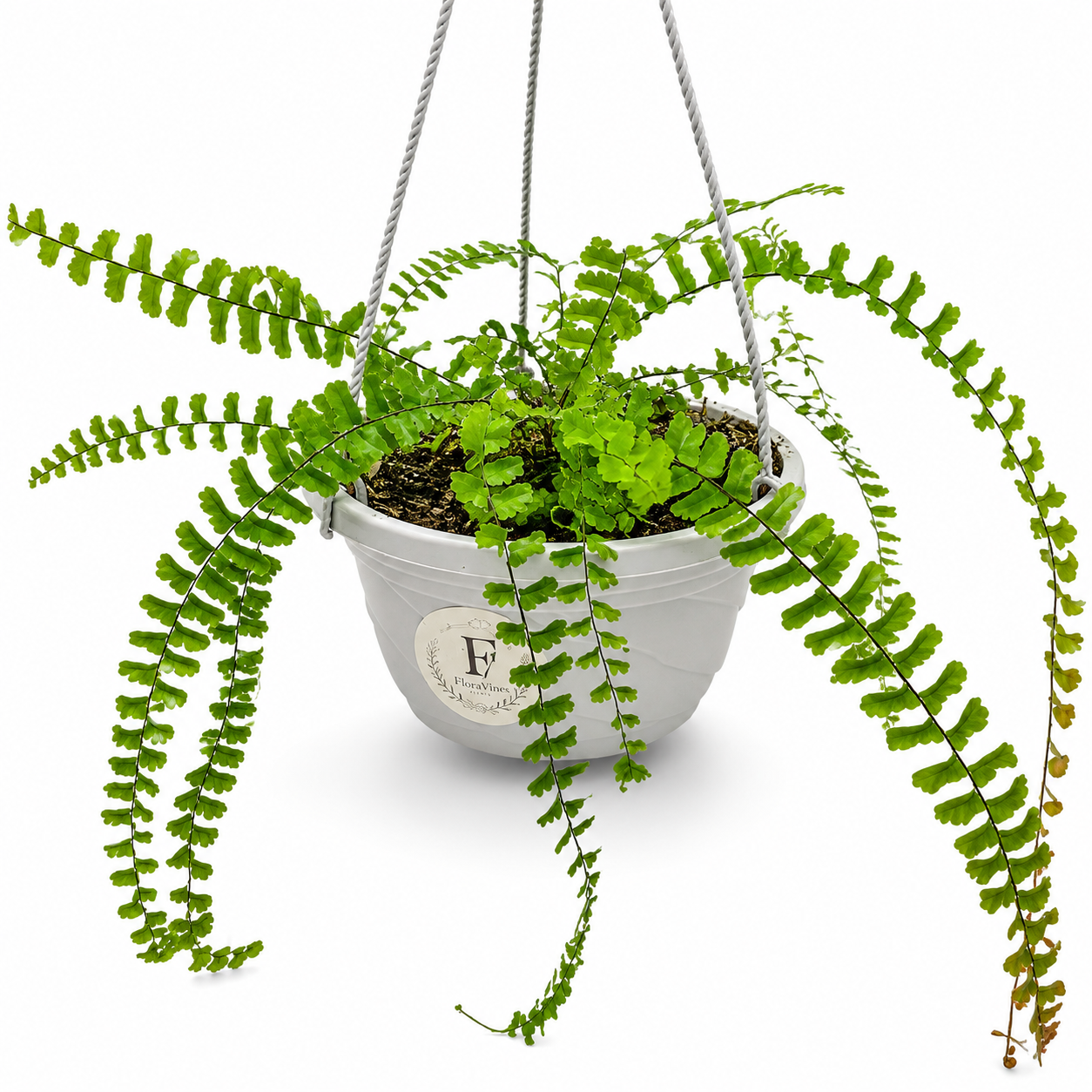Maidenhair Fern Hanging Basket (Adiantum) 5 Inch – Default Title