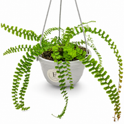 Maidenhair Fern Hanging Basket (Adiantum) 5 Inch – Default Title