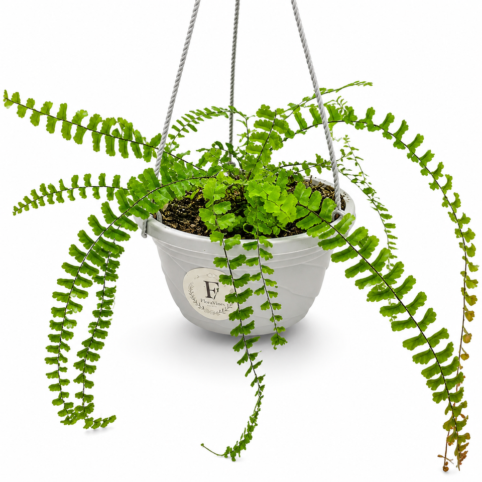 Maidenhair Fern Hanging Basket (Adiantum) 5 Inch – Default Title