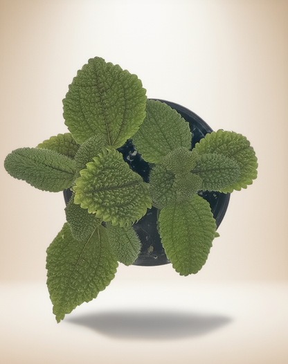 Pilea Moon Valley