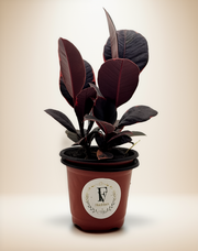 Ficus elastica 'Ruby' – Ruby Rubber Tree | 3-Stem | 4-Inch Pot