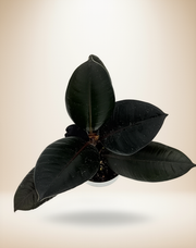 Ficus Elastica - Rubber Plant