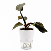 Philodendron Black Cardinal – 4-Inch Pot – Nursery pot / 4" pot