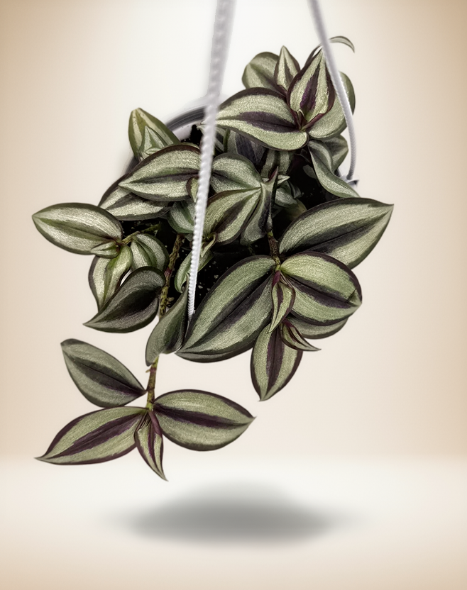 Tradescantia Zebrina – 4-Inch Pot – 5" Hanging / Nursery pot