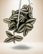 Tradescantia Zebrina – 4-Inch Pot – 5" Hanging / Nursery pot