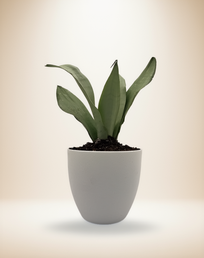 Dracaena SNAKE MOONSHINE – 8-Inch Pot – 8" Pot / Decorative pot