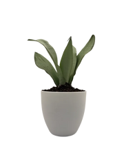 Dracaena SNAKE MOONSHINE – 8-Inch Pot – 8" Pot / Decorative pot