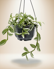 Tradescantia 'Pistachio White' – 5-Inch Pot