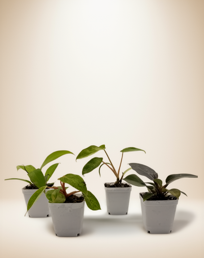 Philodendron Bundle Pack - 4 Rare Varieties in 2.5" Pots – partial-shade / 2.5" Pot / Nursery pot