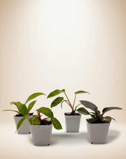 Philodendron Bundle Pack - 4 Rare Varieties in 2.5" Pots