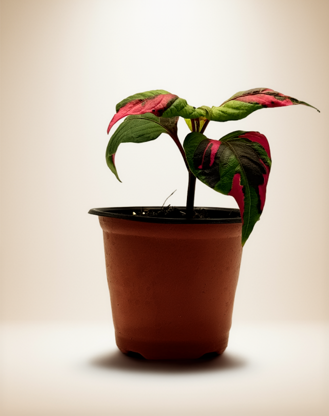 Alternanthera Party Time – 4-Inch Pot – Default Title