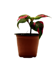 Alternanthera Party Time – 4-Inch Pot – Default Title