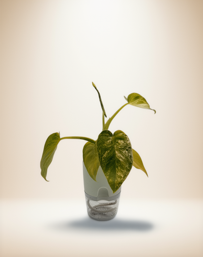 Philodendron giganteum "Blizzard" Variegated – 4-Inch Pot – Default Title