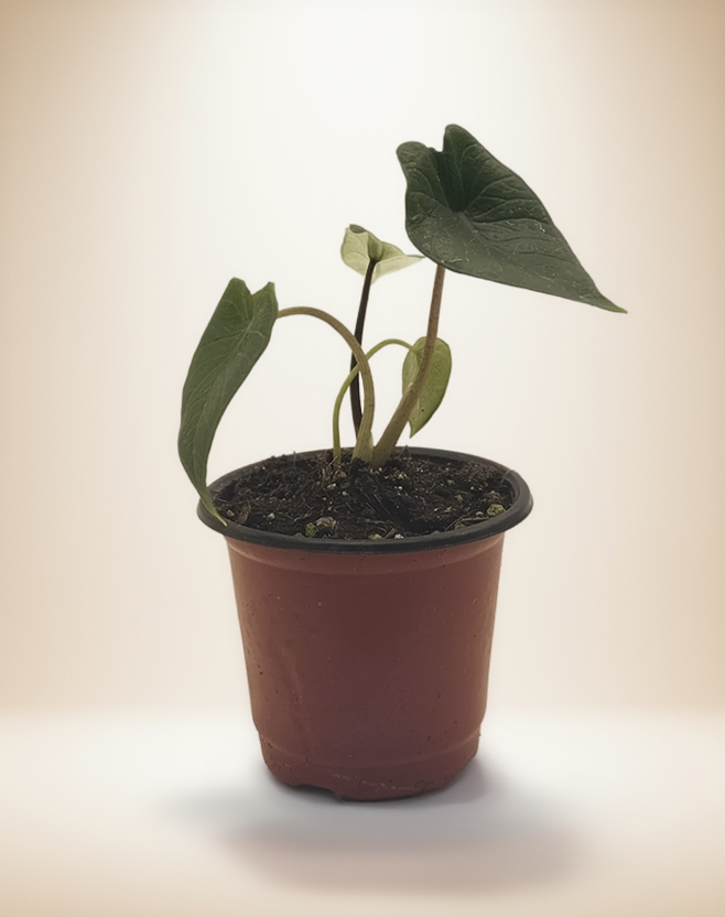 Alocasia Scalprum Samar Lance – 4-Inch Pot – 4" Pot / Nursery pot