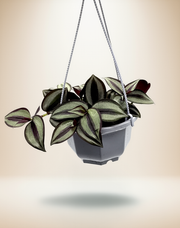 Tradescantia Zebrina – 4-Inch Pot