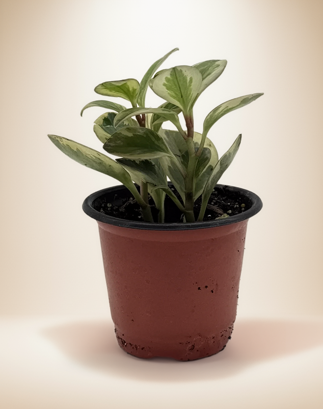 Peperomia Obtusifolia Variegated – 4-Inch Pot – 4" Pot / Nursery pot
