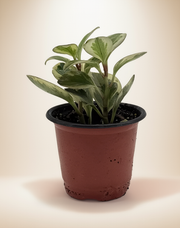 Peperomia Obtusifolia Variegated – 4-Inch Pot – 4" Pot / Nursery pot