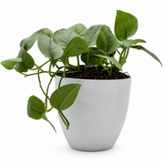 Scindapsus Platinum Java – 8-Inch Pot – 8" Pot / Decorative pot