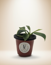 Philodendron Green Congo Marble Variegated – 4-Inch Pot