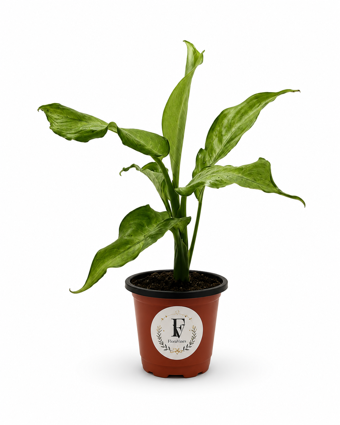 Dieffenbachia 'Camouflage' – 4-Inch Pot – 4" Pot