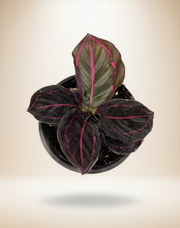 Calathea Roseopicta Dottie – 4-Inch Pot – 4" Pot / Self-watering