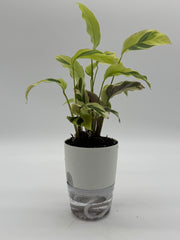 Calathea 'Yellow Fusion' – 4-Inch Pot – 4" Pot / Self-watering