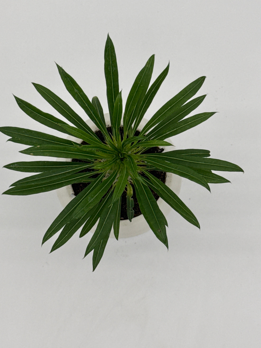 Pachypodium &