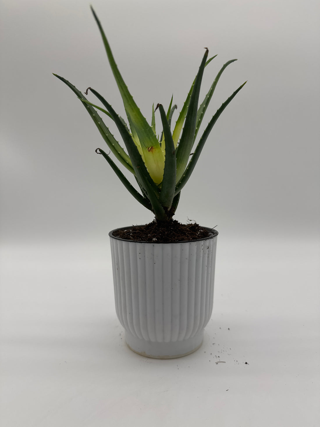 Succulent Aloe Solar Flare