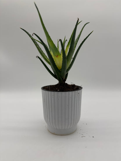 Succulent Aloe Solar Flare