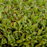 Alfalfa Microgreen Seeds