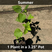 Anise Hyssop Live Plants – Agastache rugosa White & Purple Mix