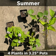 Native Anise Hyssop Live Plant – Agastache foeniculum, Zones 4–8
