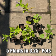 Anise Hyssop Live Plants – Agastache rugosa White & Purple Mix