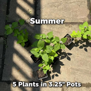 Native Anise Hyssop Live Plant – Agastache foeniculum, Zones 4–8