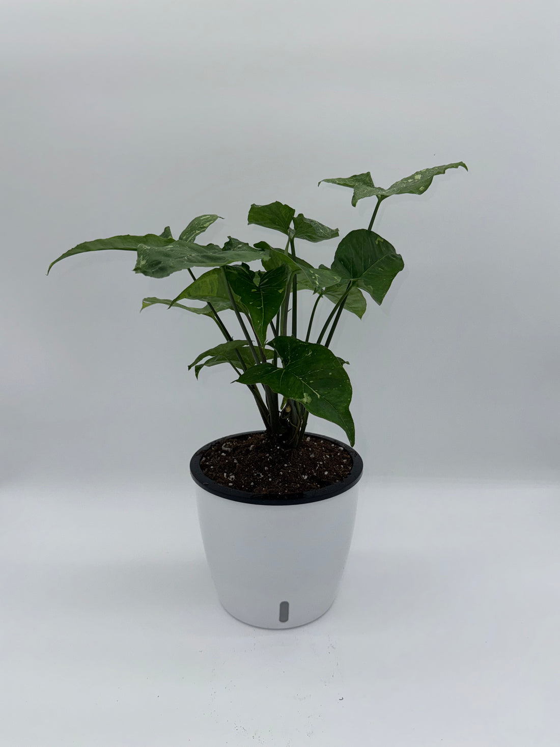 Syngonium Panda