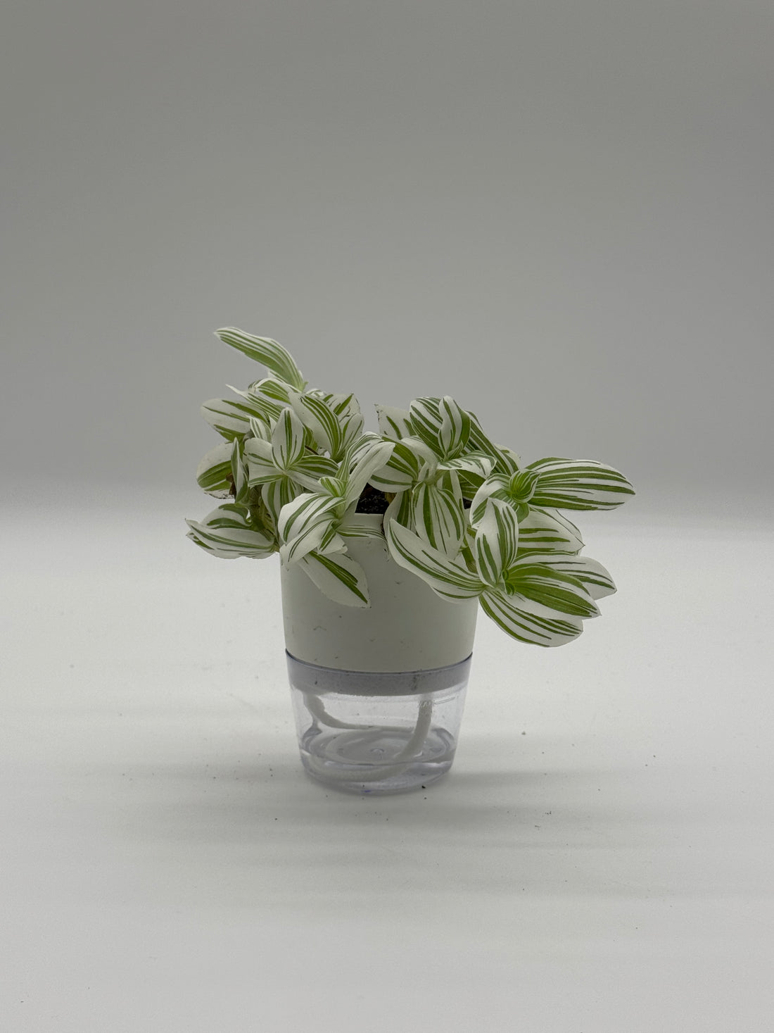 Tradescantia &