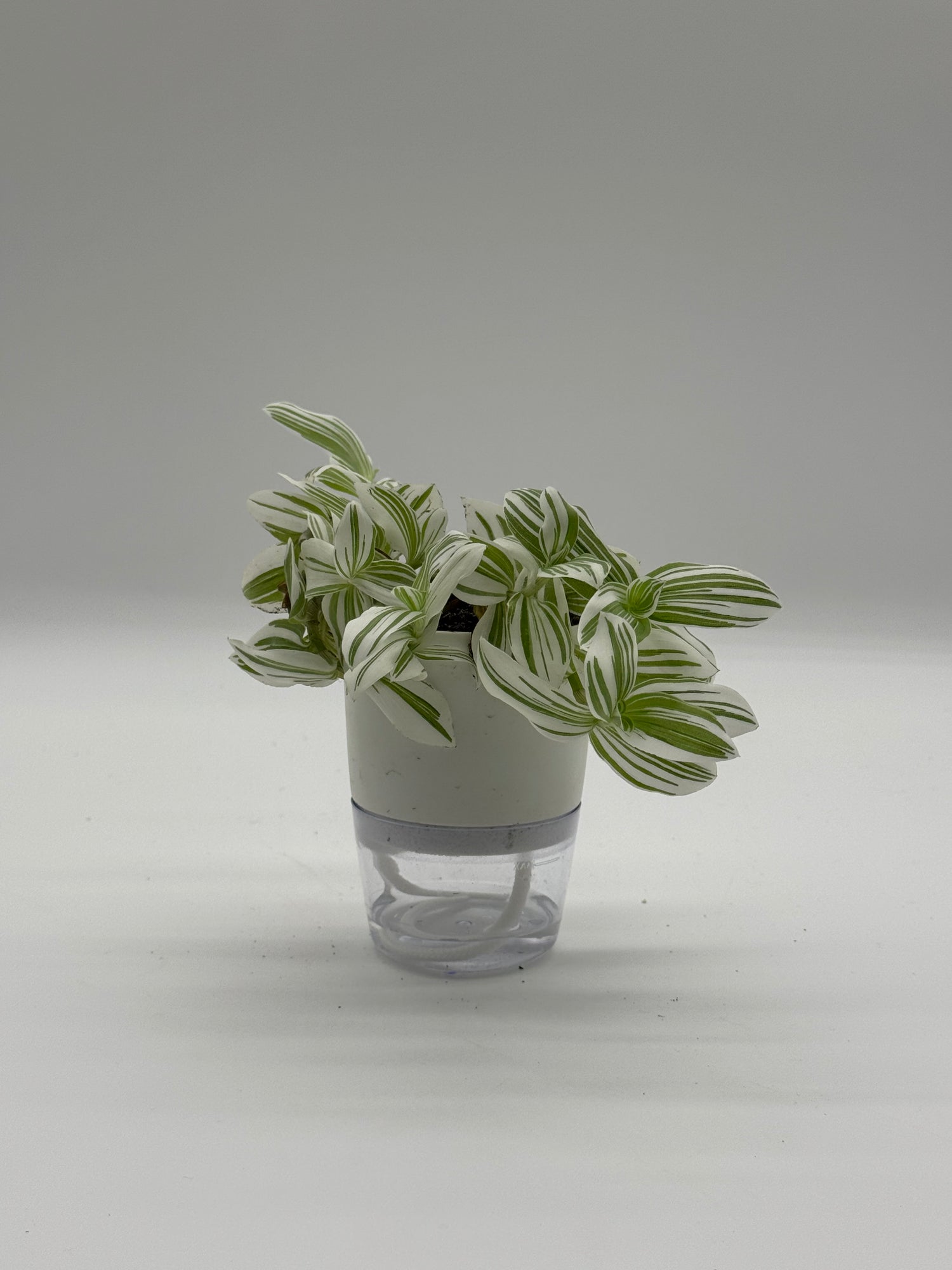 Tradescantia &