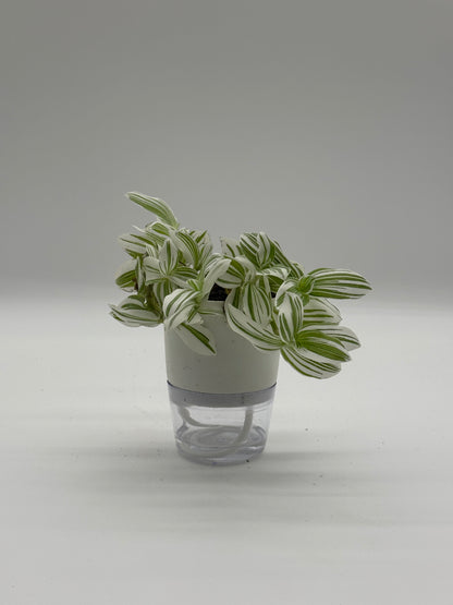 Tradescantia &