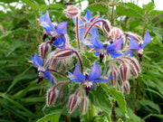 Borage Seeds