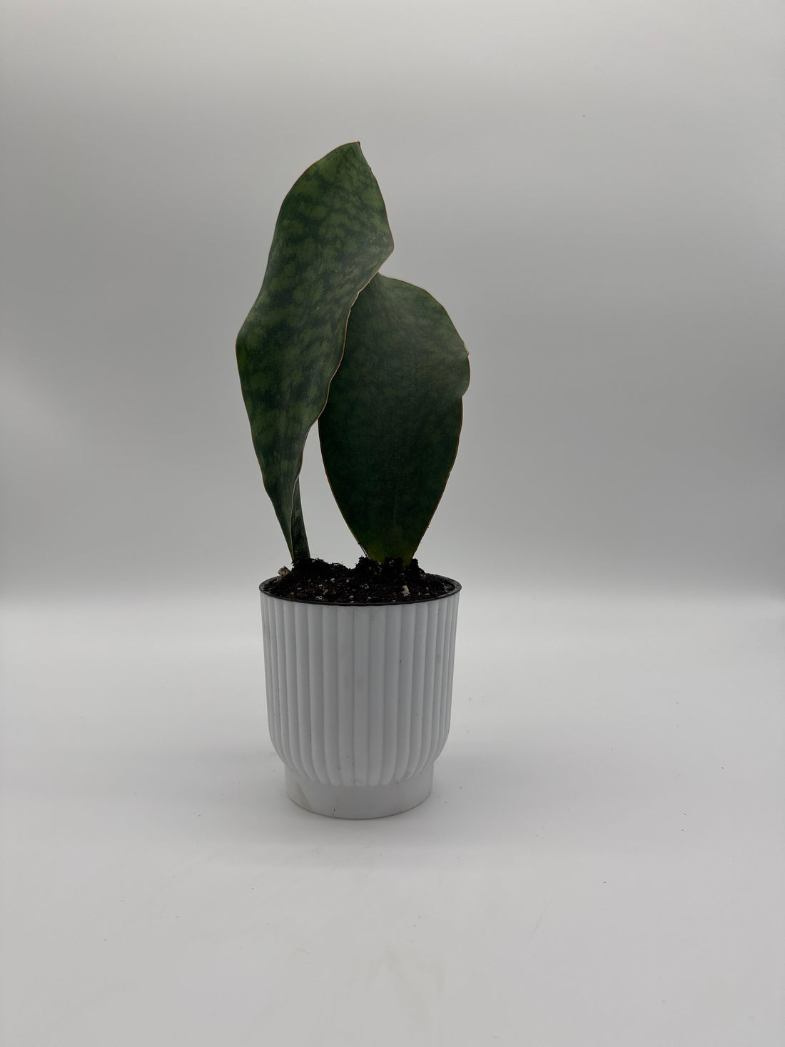 Shark Fin Snake Plant