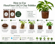LECA Clay Pebbles for Plants – 1 lb, Two 8 oz Containers
