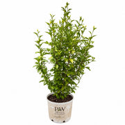 Purple Pillar® Rose of Sharon