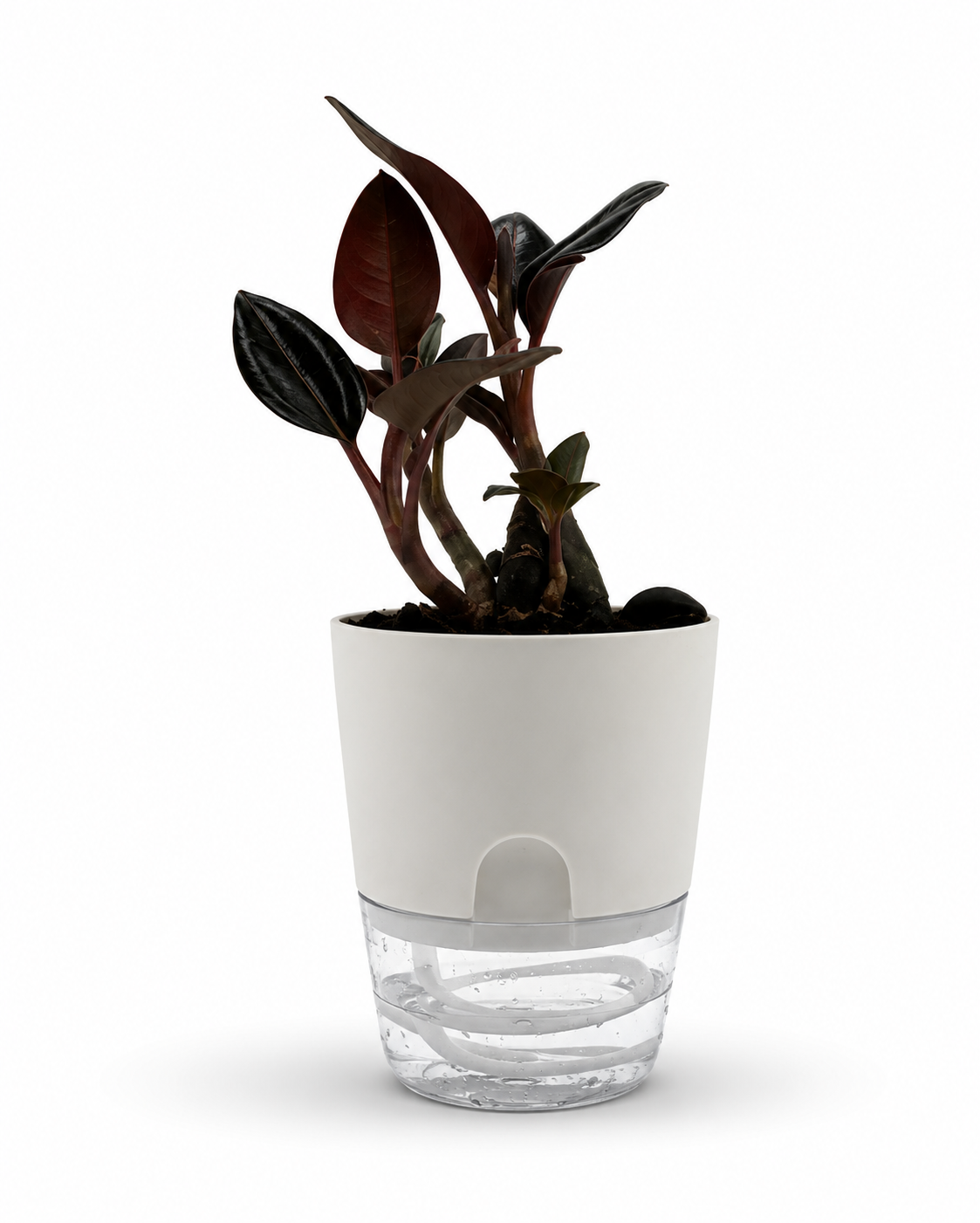 "Ludisia Sea Turtle Jewel Orchid" – 4-Inch Pot – 4" Pot / Self-watering