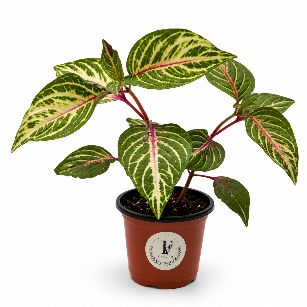 Iresine Herbstii 'Bloodleaf' - Pink Vein Foliage Plant – 4-Inch Pot – Default Title
