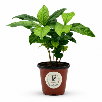 Coffee Plant (Coffea arabica)