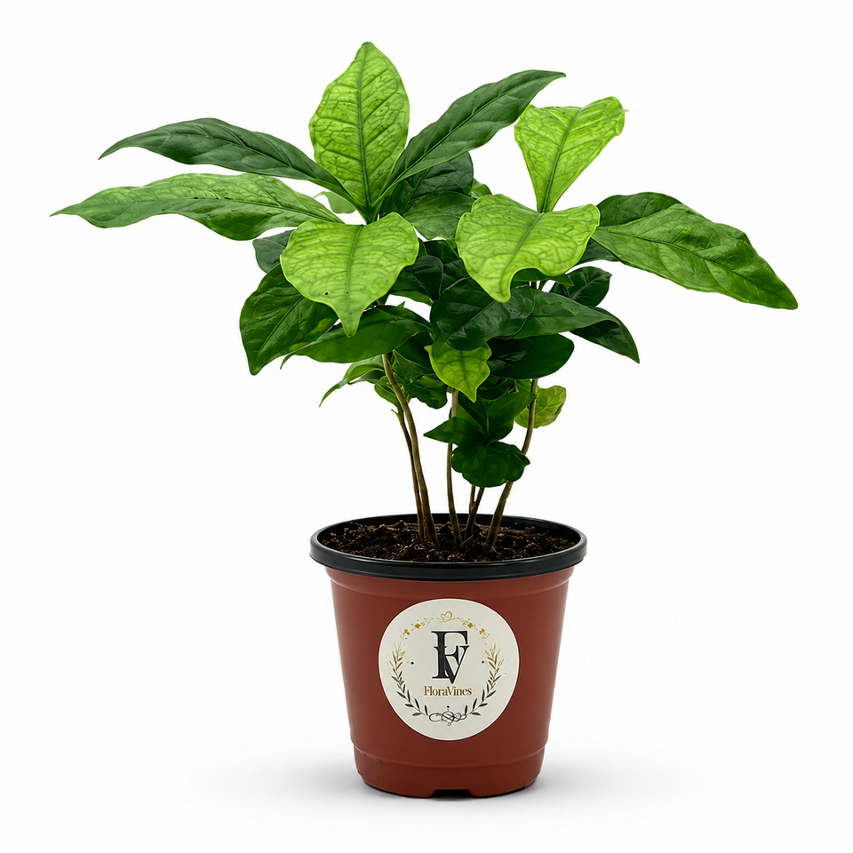 Coffee Plant (Coffea arabica) – 4-Inch Pot – Default Title